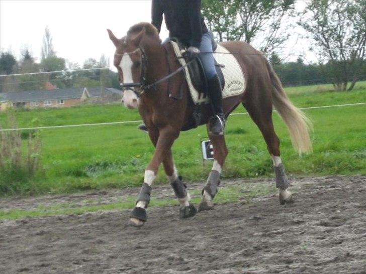 Hollandsk Sportspony U-peter - Dressur på Bassen! <3 Foto: mor billede 13