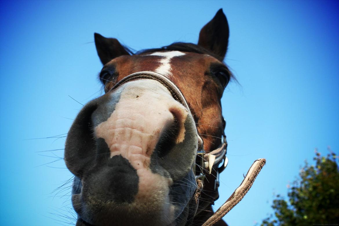 New Forest Mondi Fruedal billede 14