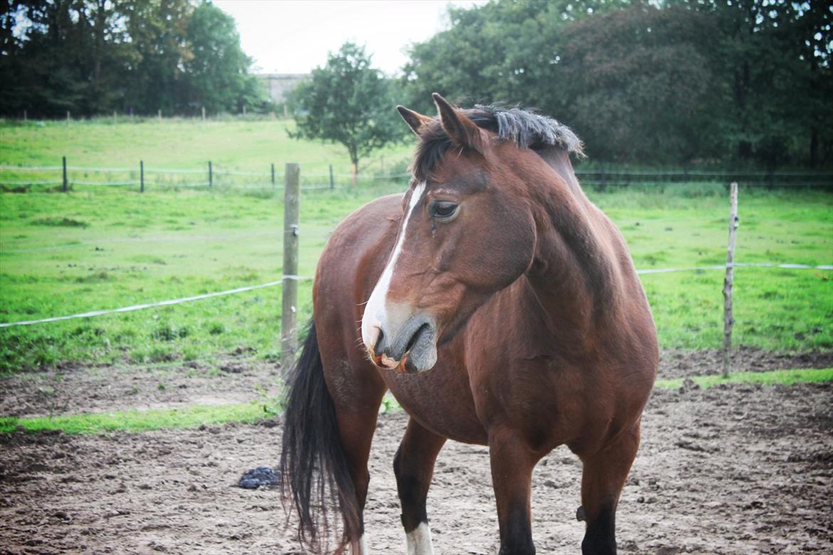 New Forest Mondi Fruedal billede 15