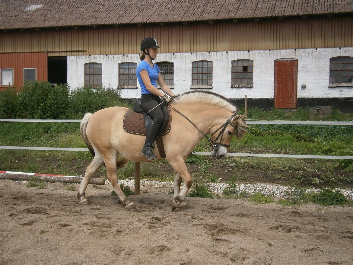 Anden særlig race Lady (Lise) - Noget af det første dressur der rides  billede 16