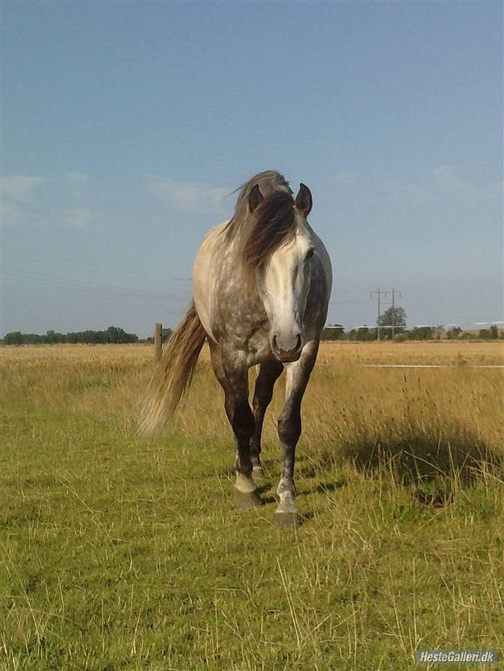 Pura Raza Española Descarado - rider  billede 1