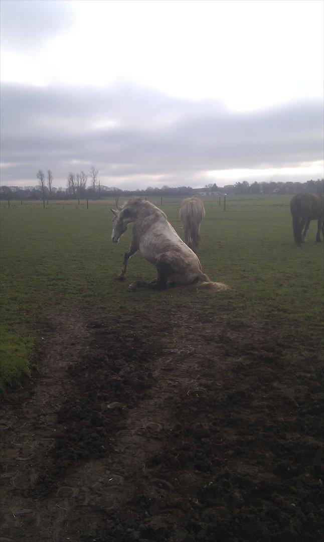 Pura Raza Española Descarado - rider  billede 2