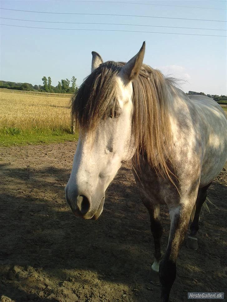 Pura Raza Española Descarado - rider  billede 3