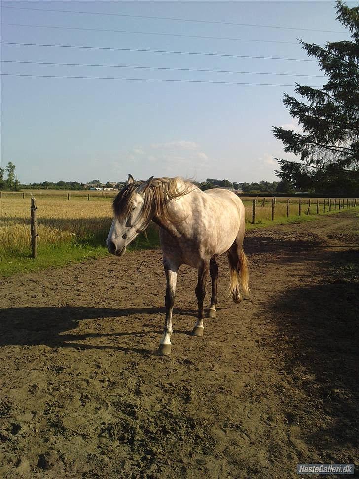 Pura Raza Española Descarado - rider  billede 4