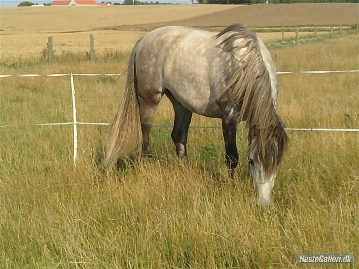 Pura Raza Española Descarado - rider  billede 5