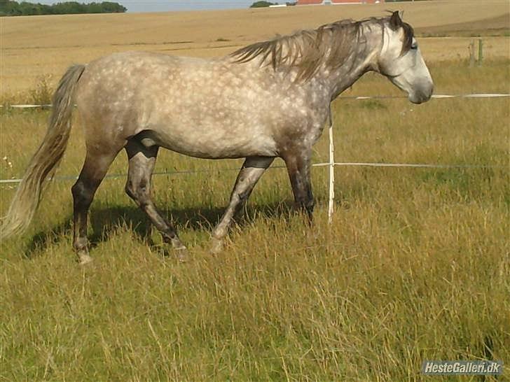 Pura Raza Española Descarado - rider  billede 6