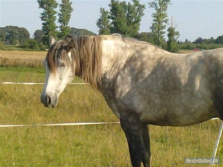 Pura Raza Española Descarado - rider  billede 7