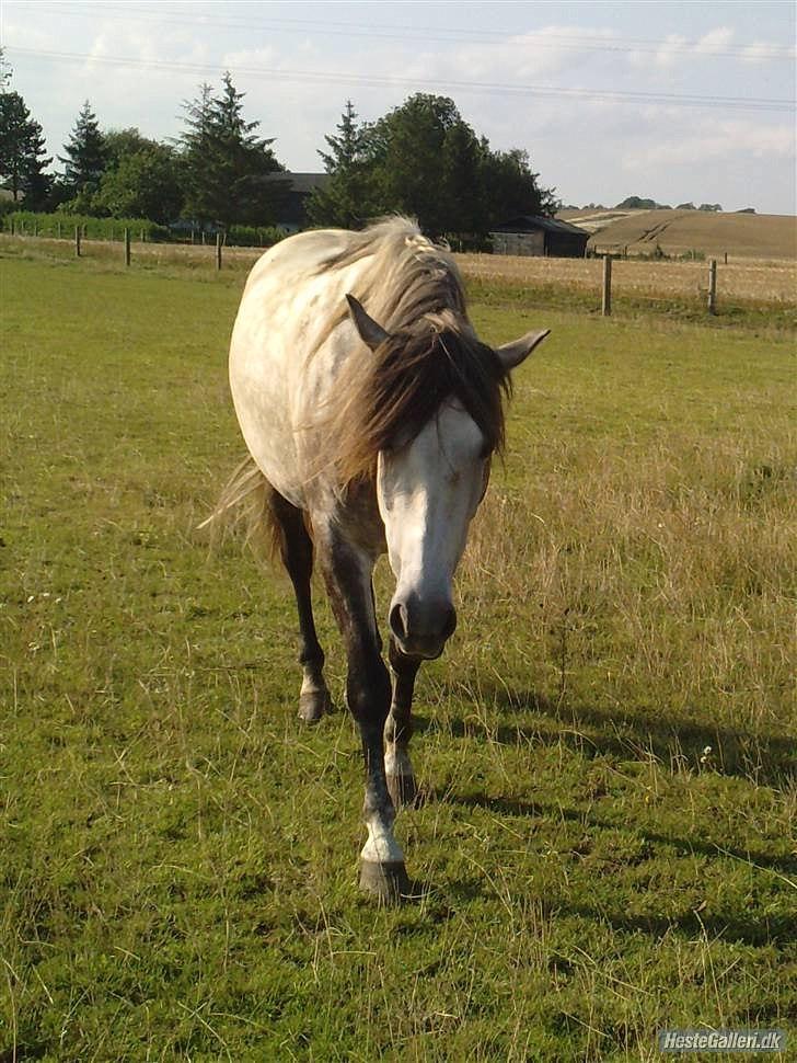 Pura Raza Española Descarado - rider  billede 8