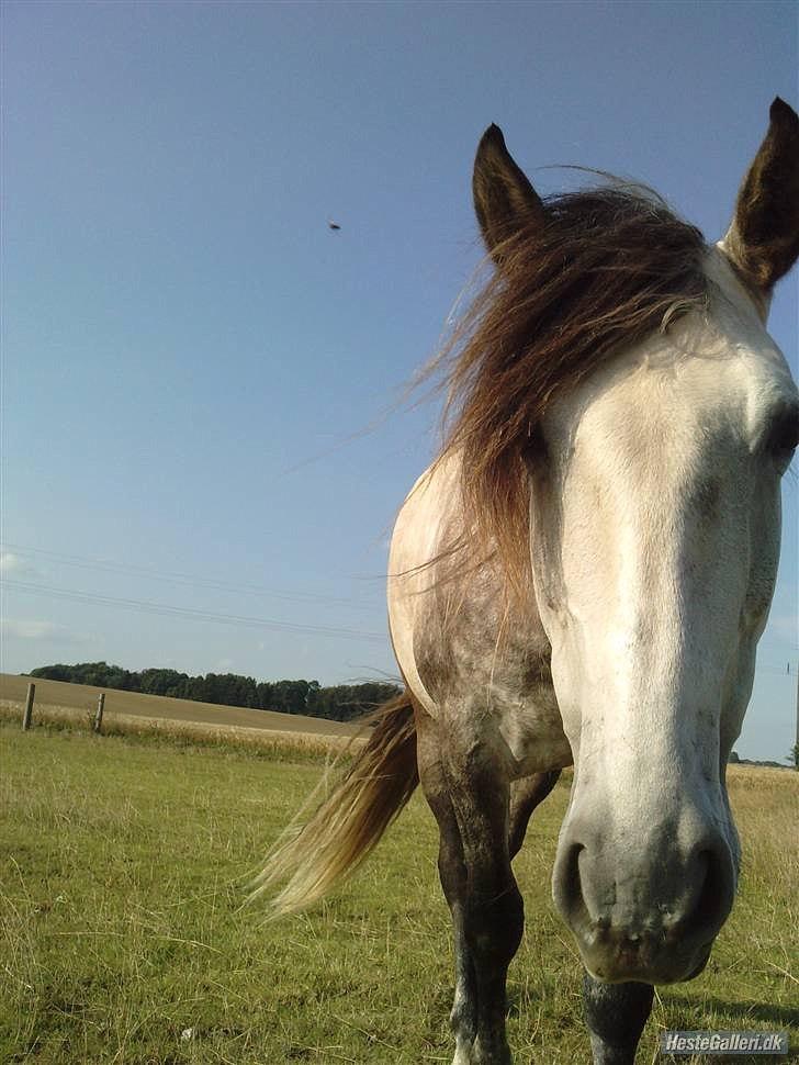 Pura Raza Española Descarado - rider  billede 9