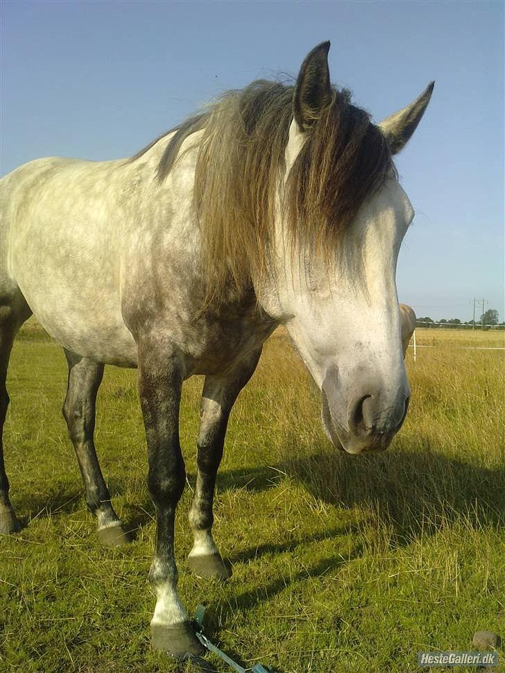 Pura Raza Española Descarado - rider  billede 10