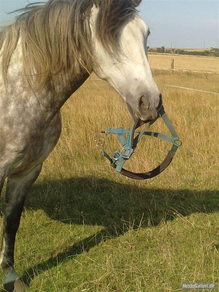 Pura Raza Española Descarado - rider  billede 11