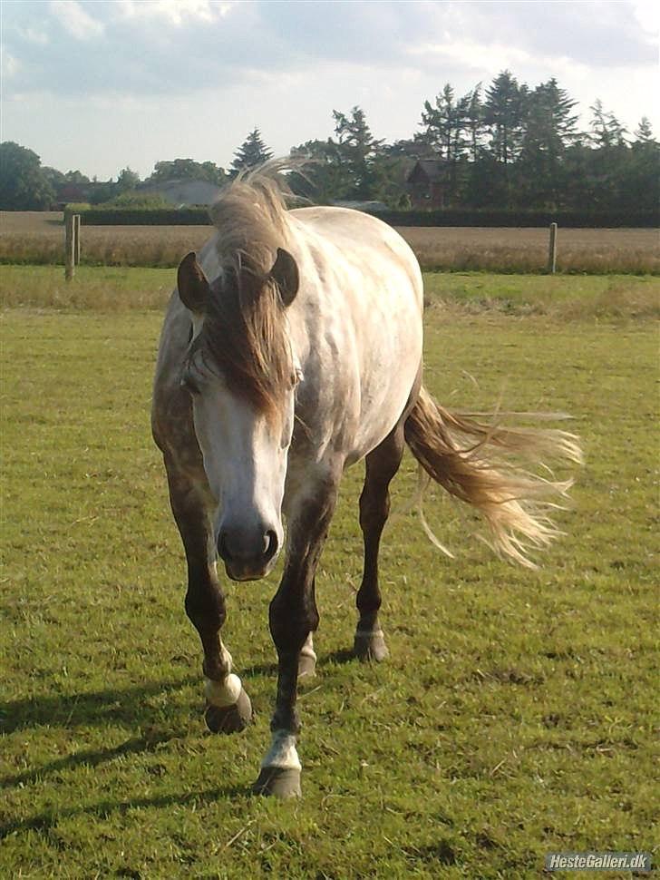 Pura Raza Española Descarado - rider  billede 12