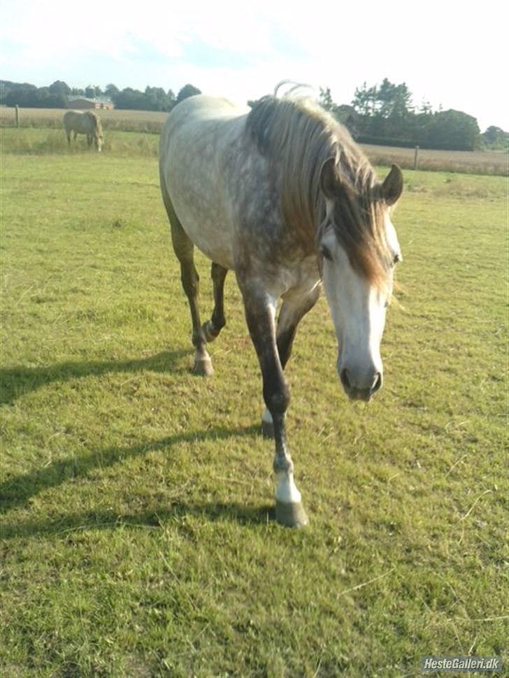 Pura Raza Española Descarado - rider  billede 13