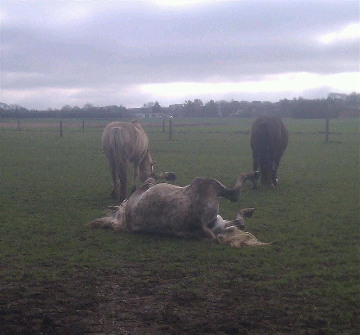 Pura Raza Española Descarado - rider  billede 14