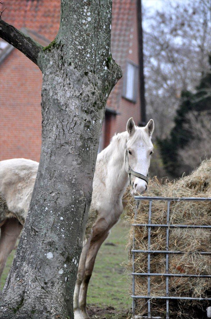 Frederiksborg Theis Toftedal billede 19