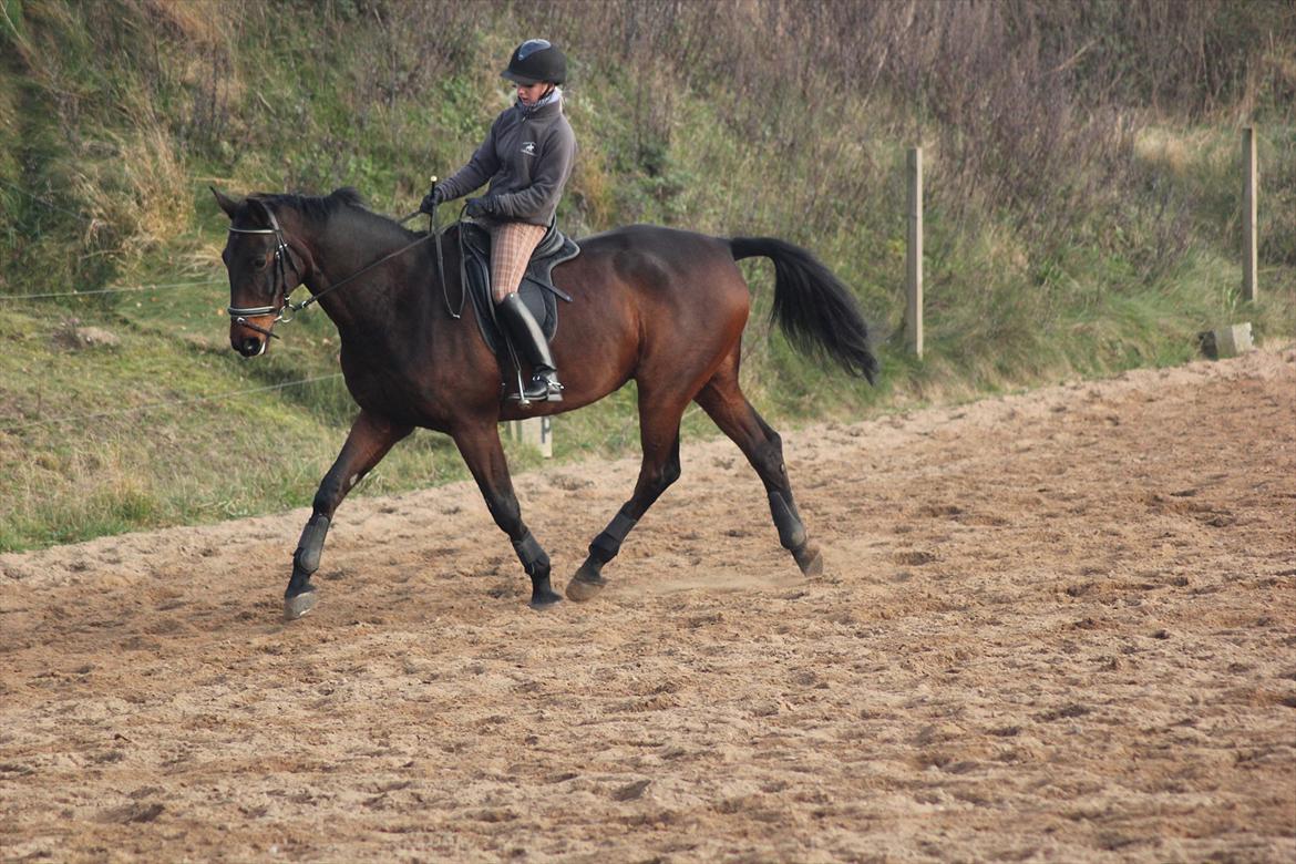Dansk Varmblod Rubellit billede 2