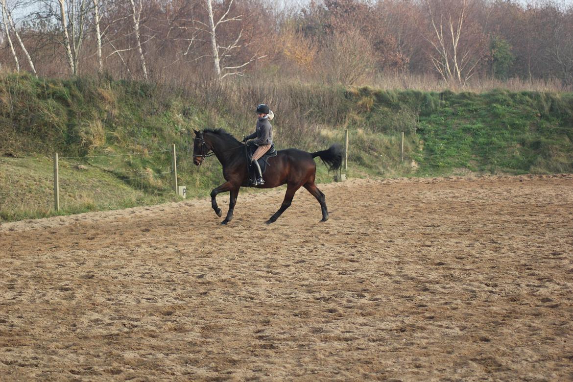 Dansk Varmblod Rubellit billede 15