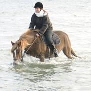 Anden særlig race Mc Chili