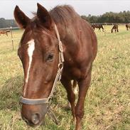 Dansk Varmblod prinz charming 