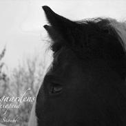 Irish Cob Troelsegaardens Cashiopeia