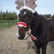 Traver Donavan Djess