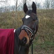 Trakehner Rødhøj's Chapman(<3)