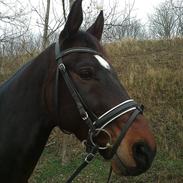 Trakehner Rødhøj's Chapman(<3)