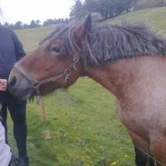 Belgier Sebastian [Tidl. hest]