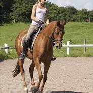 Dansk Varmblod Charming Wisla