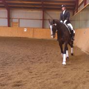 Hollandsk Varmblod Shire