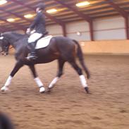 Hollandsk Varmblod Shire