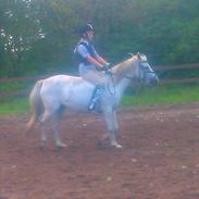 Hollandsk Sportspony Kitty