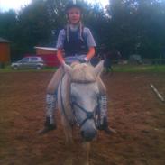 Hollandsk Sportspony Kitty