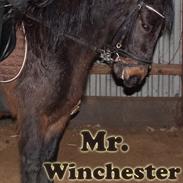 Anden særlig race Mr. Winchester
