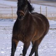 Anden særlig race Mr. Winchester