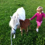 Shetlænder Snehvide - "lille Hvide"