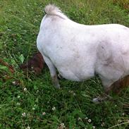 Shetlænder Snehvide - "lille Hvide"