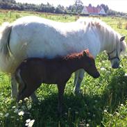 Shetlænder Snehvide - "lille Hvide"