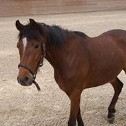 Anden særlig race simba