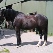 Oldenborg Dior af Bækkeskov