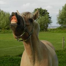 Fjordhest SAMBO *Bamme*