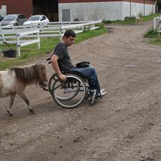 Shetlænder Crazy's sallie