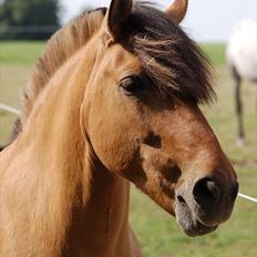 Anden særlig race Bailey spring-ponyen!!<3