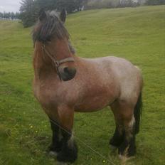 Belgier Sebastian [Tidl. hest]