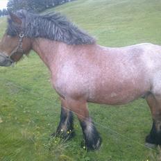 Belgier Sebastian [Tidl. hest]