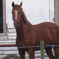 Anden særlig race Starlight