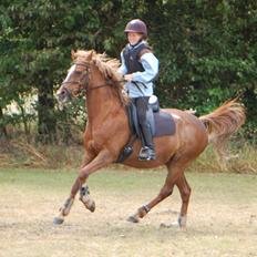 Anden særlig race Starlight