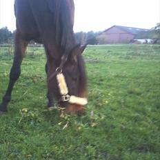 Anden særlig race Viktor