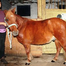 Anden særlig race Kasper