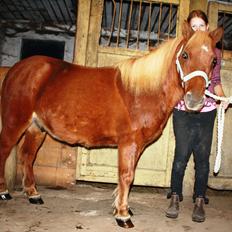 Anden særlig race Kasper